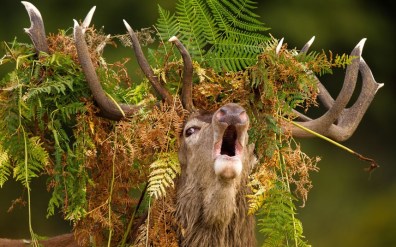 Solent News & Photo Agency