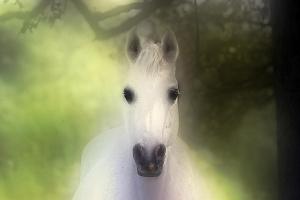 white-arabian-mare-el-luwanaya-arabians