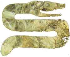 cromm cruach Moyslaught